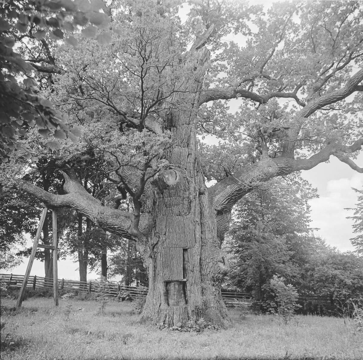 Bartek – the legendary oak