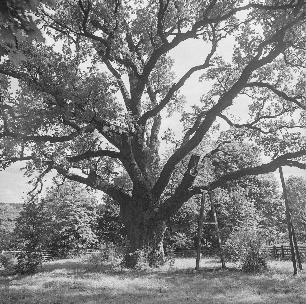 Bartek – the legendary oak