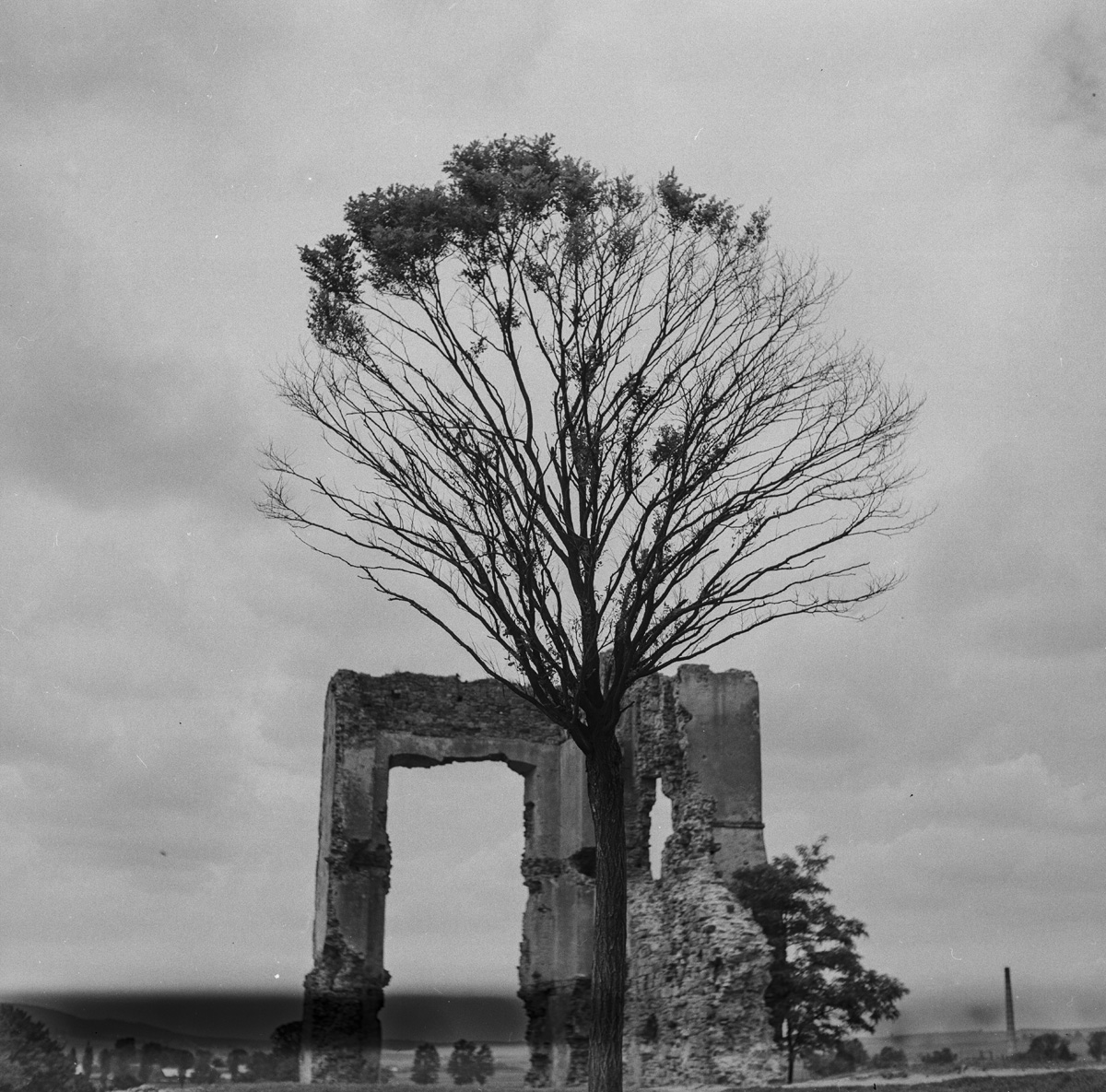 Tree against the background of castle walls