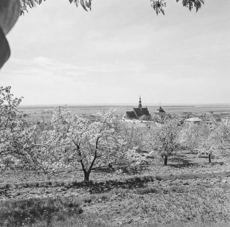 Hillside orchard