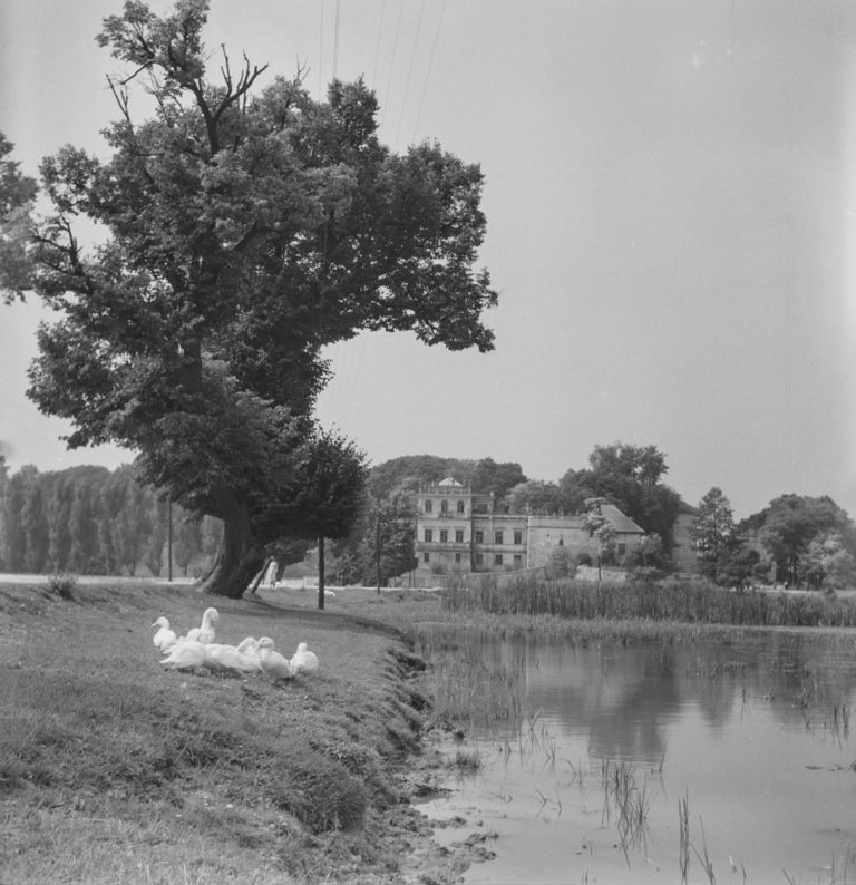 View of the palace from the pond