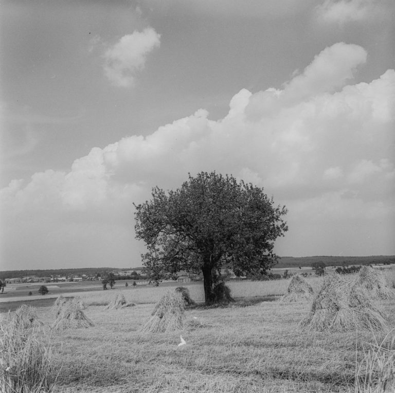 Landscapes with pear trees
