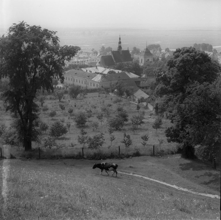 Parish Church seen from the hills with a cow
