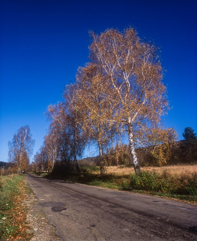Road to Krempna – Magura National Park
