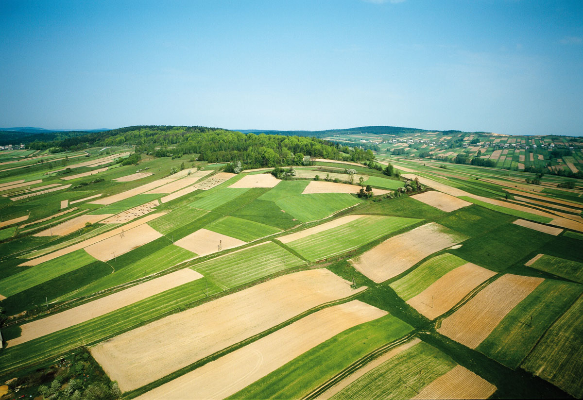 Fields in Masłów