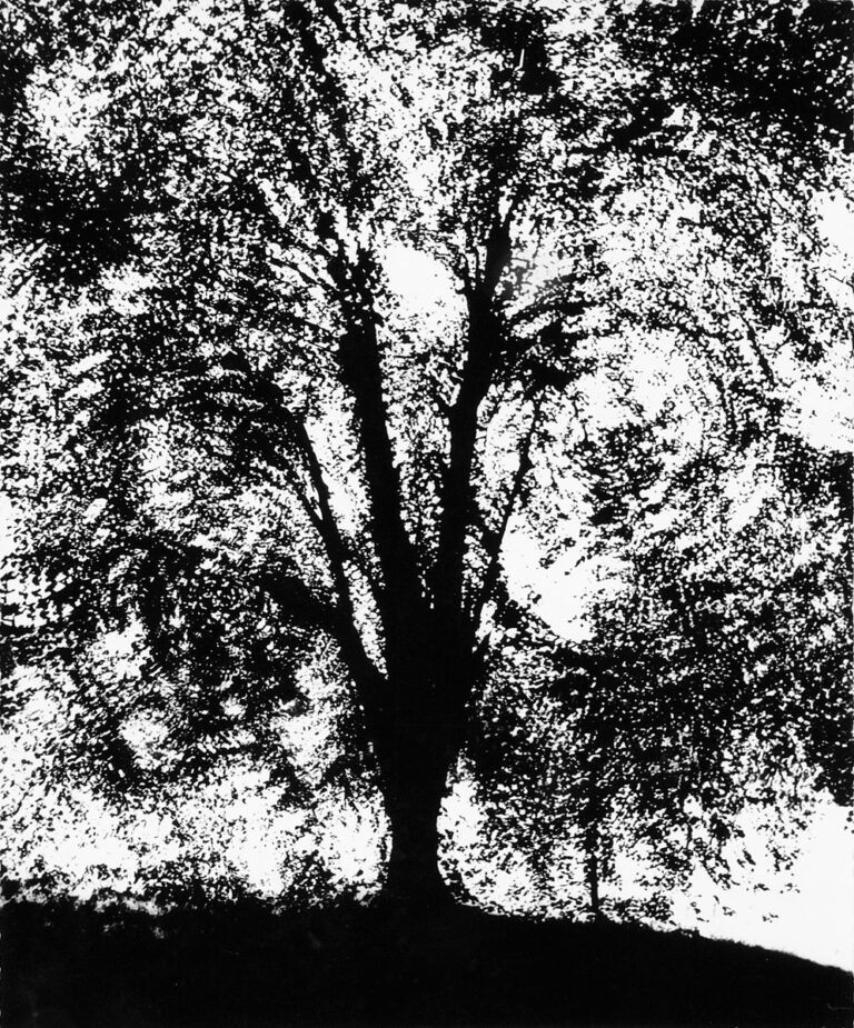 Eddies (from the series Trees)