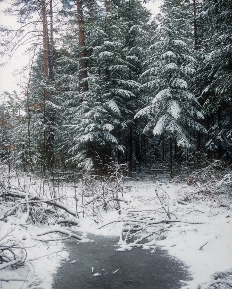 Zagnańsk forests